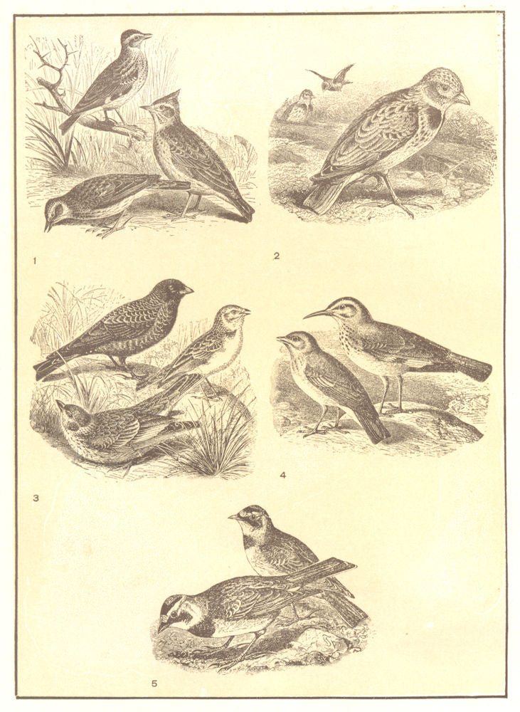LARKS. Wood, Sky, Crested Lark, Desert, Horned; Alanda calandra 1907 old print